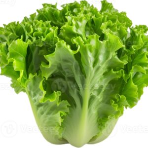 Lechuga Variedades