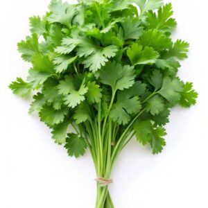 Cilantro