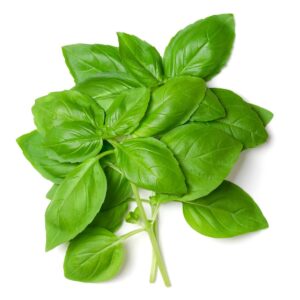 Albahaca